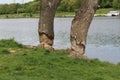 Beavers gnawed two large trees on the lake Royalty Free Stock Photo