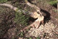 Beavers had gnawed trees
