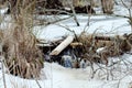 Beavers live under ice in winter, beaver dam Royalty Free Stock Photo