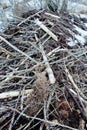 Beavers live under ice in winter, beaver dam Royalty Free Stock Photo