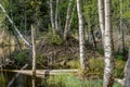 Beavers nest or hut in a swamp area in Sweden Royalty Free Stock Photo