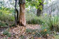 Beavers nibbled the trunk of a tree. Beaver teeth marks on trees