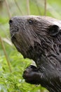 Beavers portrait Royalty Free Stock Photo