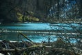 Beavers on the river are building a dam and burrows from fallen trees. A lot of fallen trees and branches worsen the flow of the Royalty Free Stock Photo