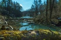 Beavers on the river are building a dam and burrows from fallen trees. A lot of fallen trees and branches worsen the flow of the Royalty Free Stock Photo