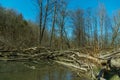 Beavers on the river are building a dam and burrows from fallen trees. A lot of fallen trees and branches worsen the flow of the Royalty Free Stock Photo