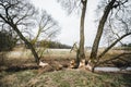 Beavers started to cut the trees near the river. Royalty Free Stock Photo