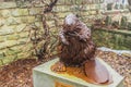 The symbol of Canada - a bronze statue of a beaver stands in a park of the city of Fergus Canada. Royalty Free Stock Photo