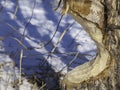 Beavers were here Royalty Free Stock Photo