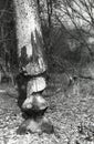 Beavers work. Cut pine tree trunks in April