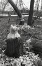 Beavers work. Cut pine tree trunks in April