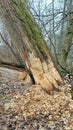 Beavers work in the forrest