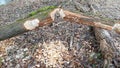 Beavers work in the forrest Royalty Free Stock Photo