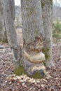 Beavers work to fell a tree in a river flood plain