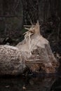 Beavers work Royalty Free Stock Photo