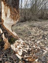 Beavers work very hard every early spring Royalty Free Stock Photo