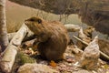 Beavers Working Royalty Free Stock Photo