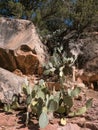 Beavertail Cactus climbs the hill