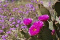 magenta beavertail cactus flowers blooming in a field of wildflowers at Anza Borrego Desert State Park Royalty Free Stock Photo