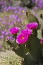 magenta beavertail cactus flowers blooming in a field of wildflowers at Anza Borrego Desert State Park Royalty Free Stock Photo