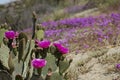 magenta beavertail cactus flowers blooming in a field of wildflowers at Anza Borrego Desert State Park Royalty Free Stock Photo