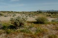 Beavertail Cactus Opuntia basilaris