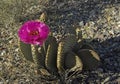 Beavertail cactus Opuntia basilaris flower. Royalty Free Stock Photo