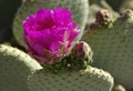 Beavertail cactus Opuntia basilaris flower.