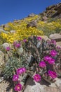 Beavertail Cactus and other wildflowers blooming in Joshua Tree N Royalty Free Stock Photo
