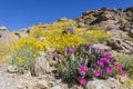 Beavertail Cactus and other wildflowers blooming in Joshua Tree N Royalty Free Stock Photo