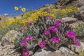 Beavertail Cactus and other wildflowers blooming in Joshua Tree N Royalty Free Stock Photo