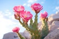 beavertail cactus showing its distinctive pink flowers