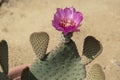 Beavertail Cactus with a Single Hot Pink Flower on Top