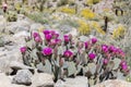 Beavertail Cactus and Wildflowers blooming in Anza-Borrego State Royalty Free Stock Photo