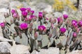 Beavertail Cactus and Wildflowers blooming in Anza-Borrego State