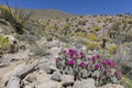 Beavertail Cactus and Wildflowers blooming in Anza-Borrego State