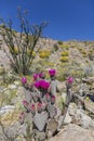 Beavertail Cactus and Wildflowers blooming in Anza-Borrego State Royalty Free Stock Photo