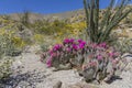 Beavertail Prickly Cactus and Wildflowers blooming in Anza-Borrego State Park, California Royalty Free Stock Photo
