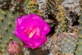 Beavertail Prickly Pear Cactus Bloom