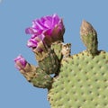 Beavertail Pricklypear Cactus in flower - Anza Borrego State Par Royalty Free Stock Photo