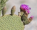 Beavertail Pricklypear Cactus in flower - Anza Borrego State Par Royalty Free Stock Photo