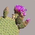 Beavertail Pricklypear Cactus in flower - Anza Borrego State Par Royalty Free Stock Photo