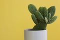 Beavertail Pricklypear Cactus on a Yellow Background