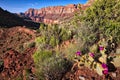 Beavertail Cactus