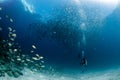 Beaytiful Latina Diver Inside a school of fish