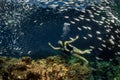 Beaytiful Latina Diver Inside a school of fish