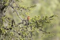 Beaytiful male red crossbill, Loxia curvirostra, on a branch in its natural habitat