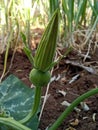 Beby pumpkin growing on the vine in India Royalty Free Stock Photo
