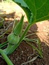 Beby pumpkin growing on the vine in India Royalty Free Stock Photo