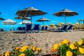 Sun loungers and umbrellas on public sandy beach at summer sunny mornin. Flowers in the foreground